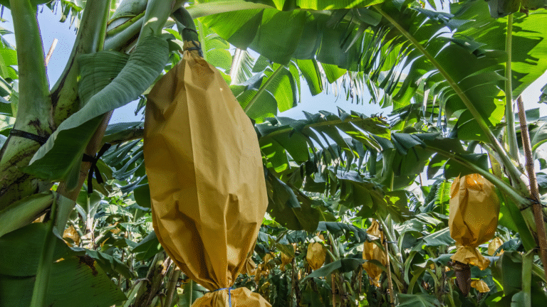 largest banana producer Country in the World