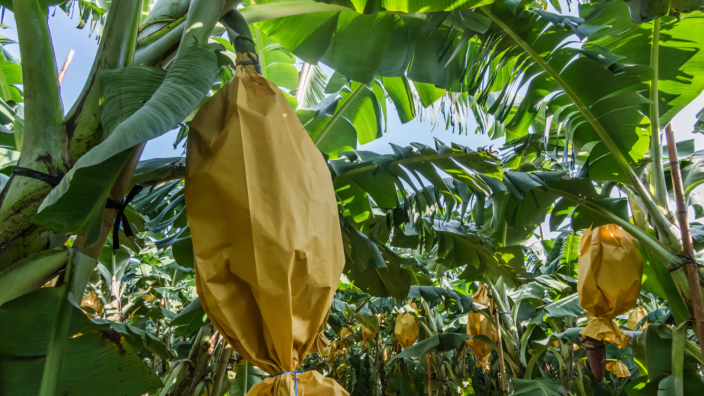largest banana producer Country in the World
