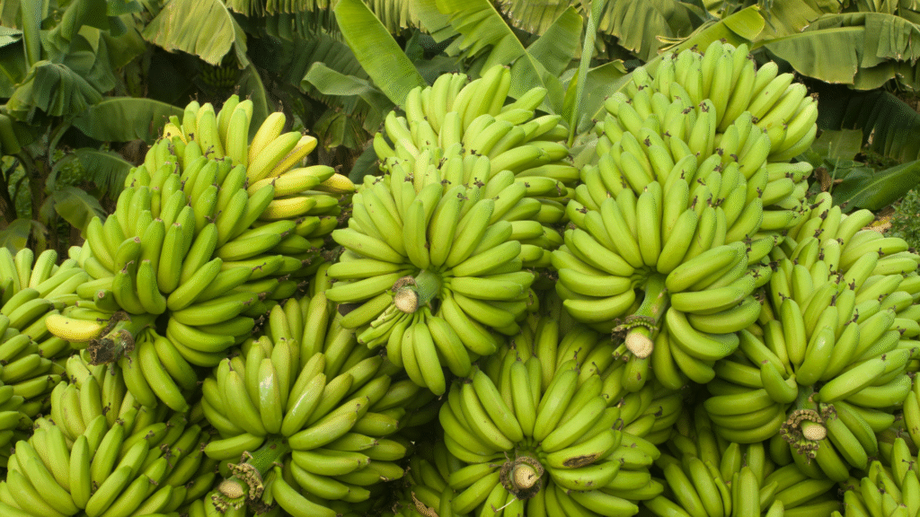 largest banana producer Country in the World?