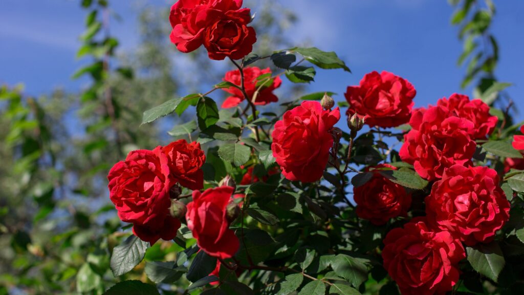 Rose gardening.