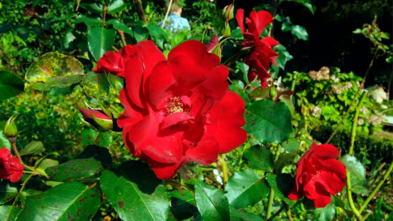 Rose gardening.