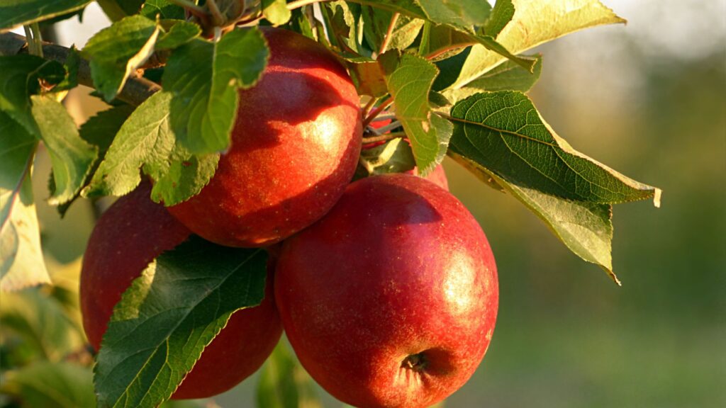 Apple foods boost immune
