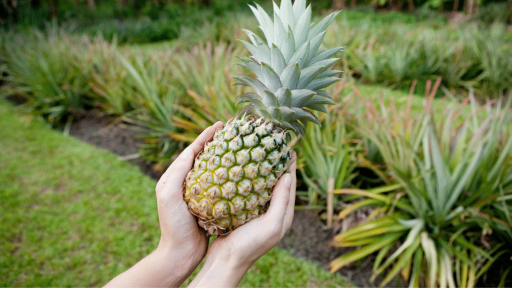 Health Benefits of Pineapple