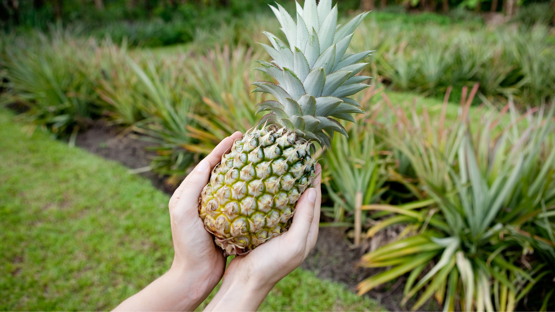 Health Benefits of Pineapple