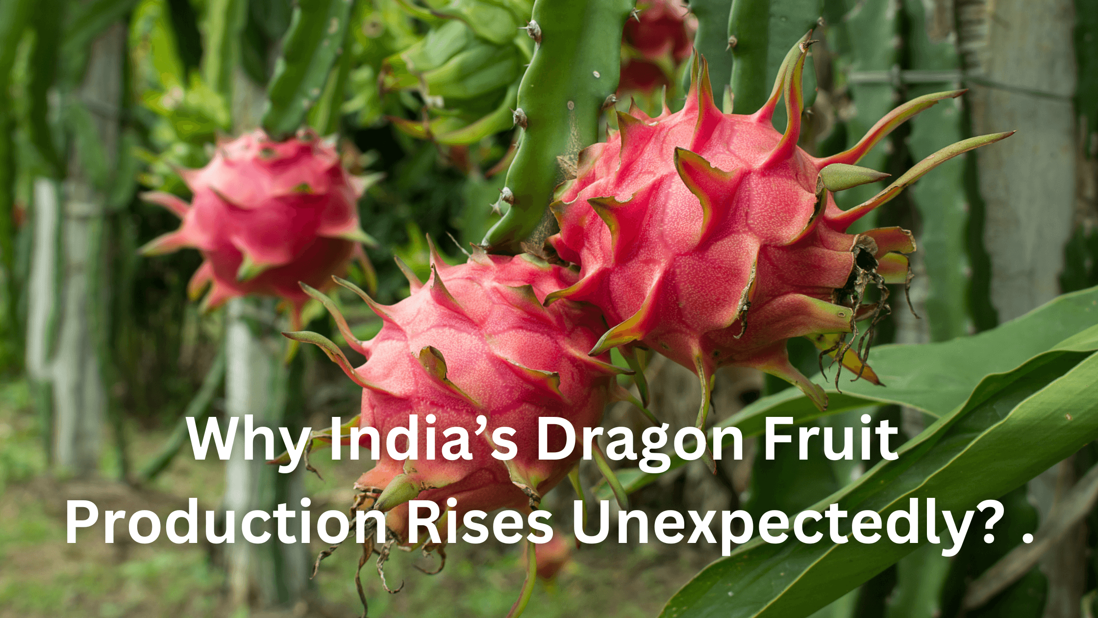 India’s Unexpected Rise in Dragon Fruit Production. Unexpected Rise in Dragon Fruit Production.