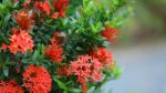 Ixora Plant