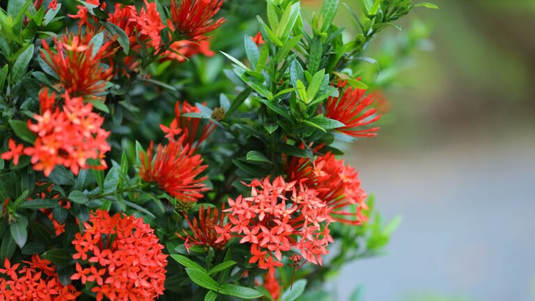 Ixora Plant