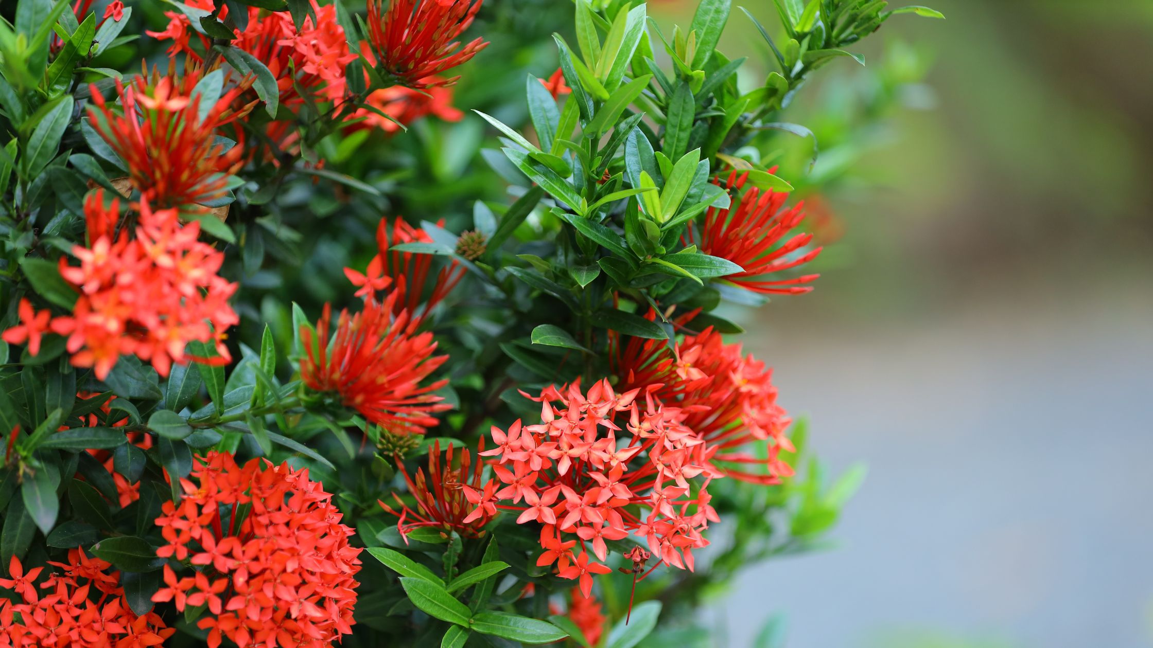 Ixora Plant