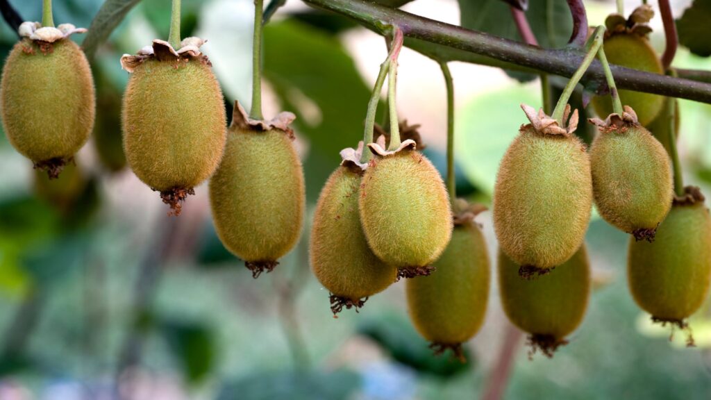 Kiwi foods boost immune