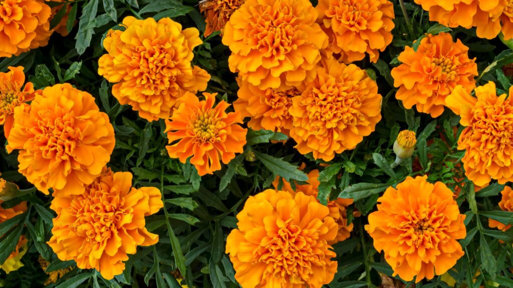 Highest Producer of Marigold