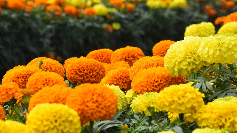 Highest Producer of Marigolds in the World