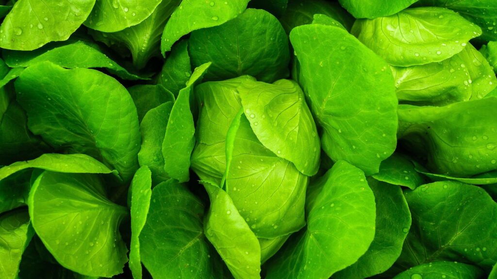 Spinach Production