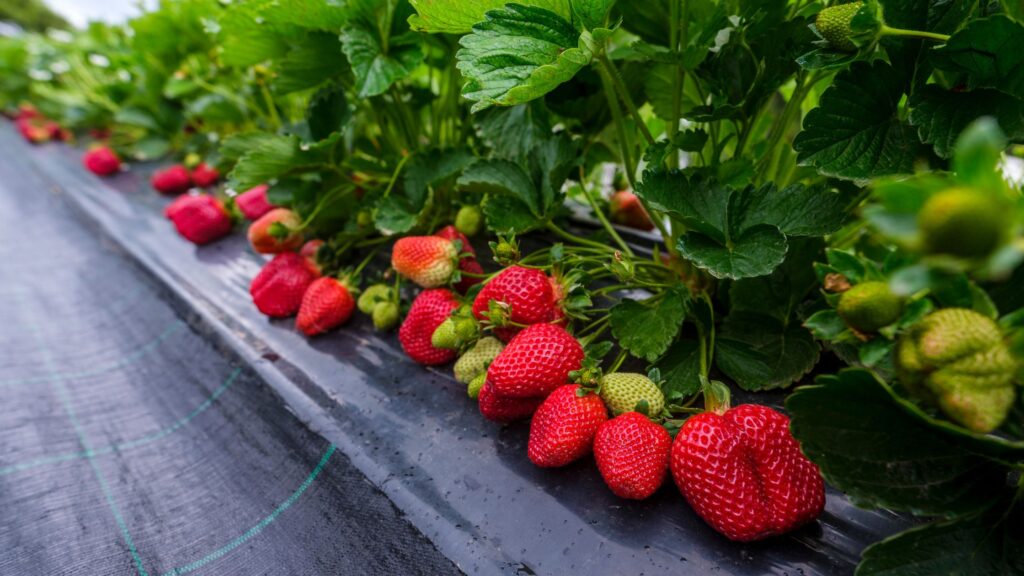 Strawberry Production Consultancy 1
