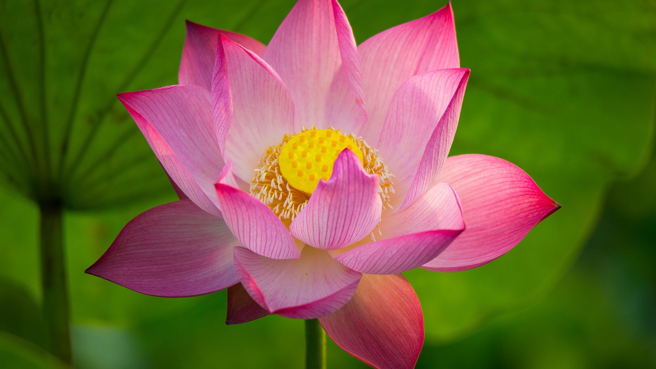 lotus gardening.