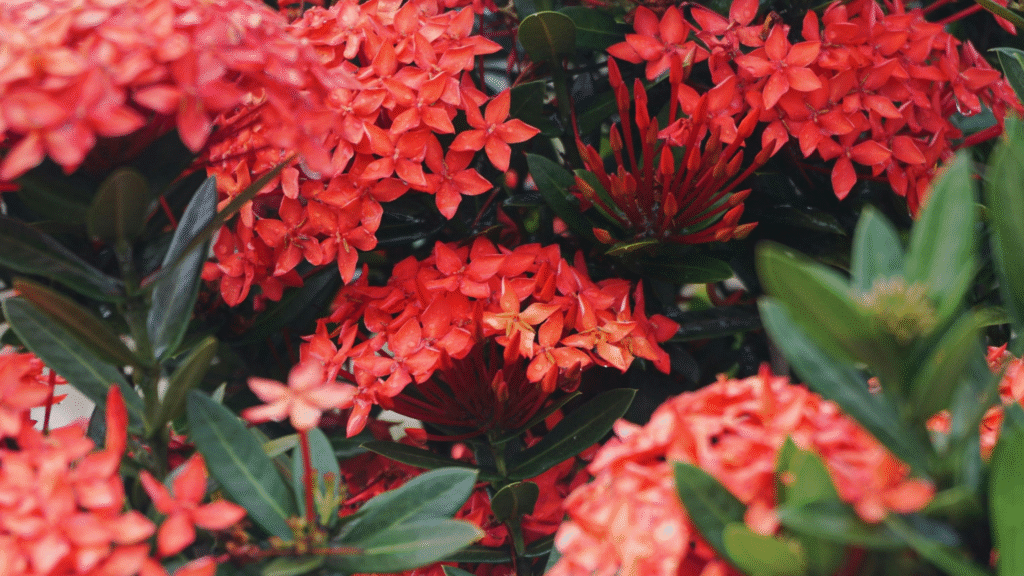 ixora plant image