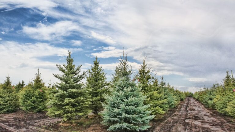 Christmas tree