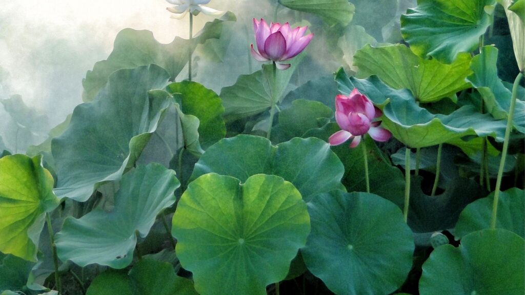 Lotas gardening.