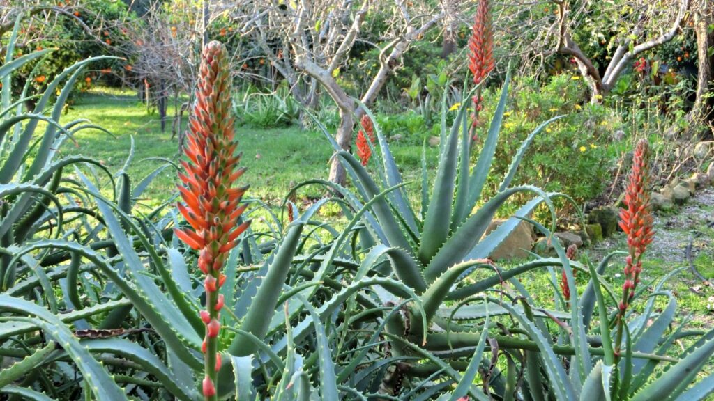 aloe 1