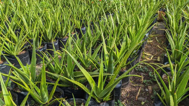 Aloe Vera gardening.