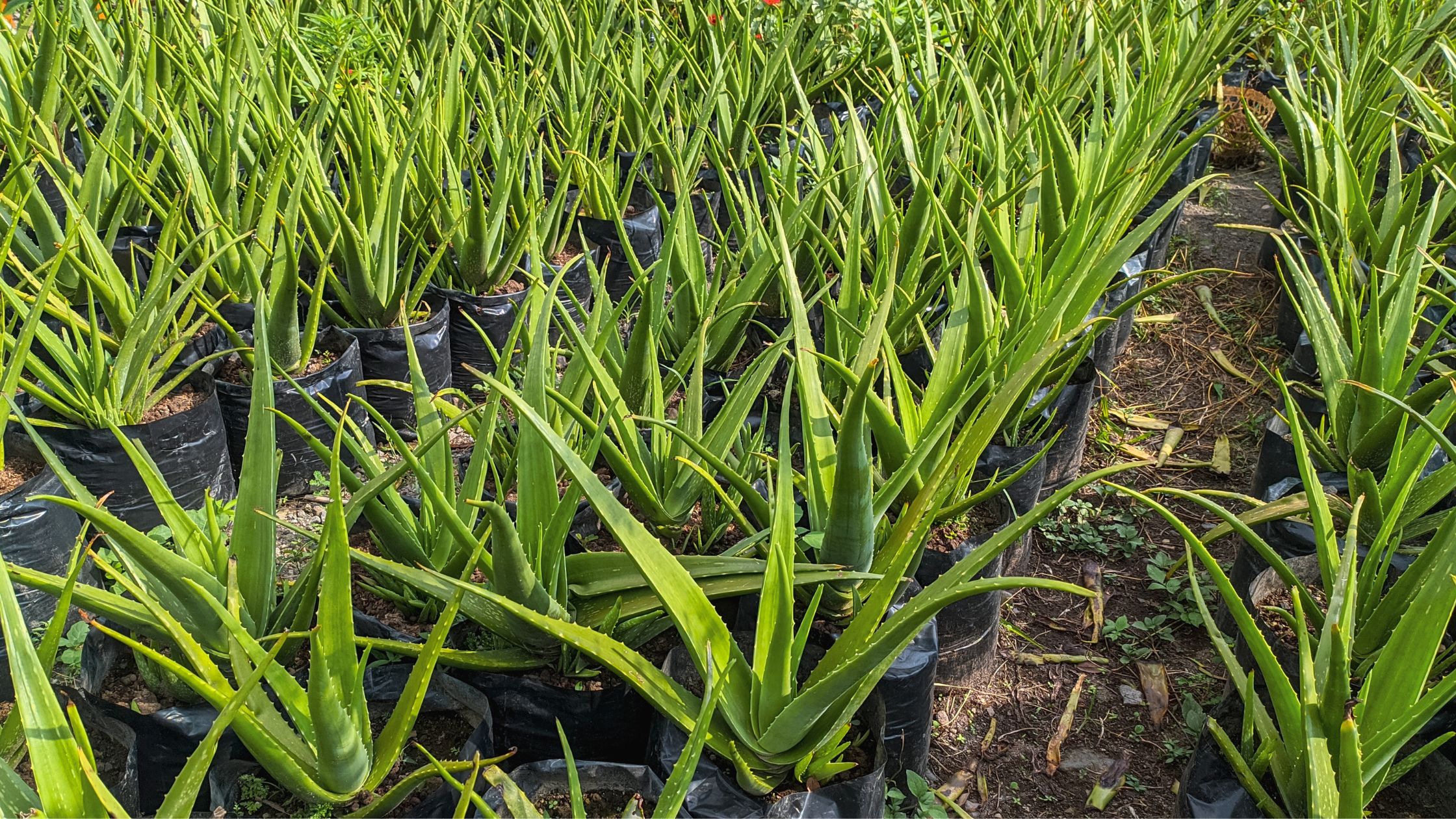 Aloe Vera gardening.