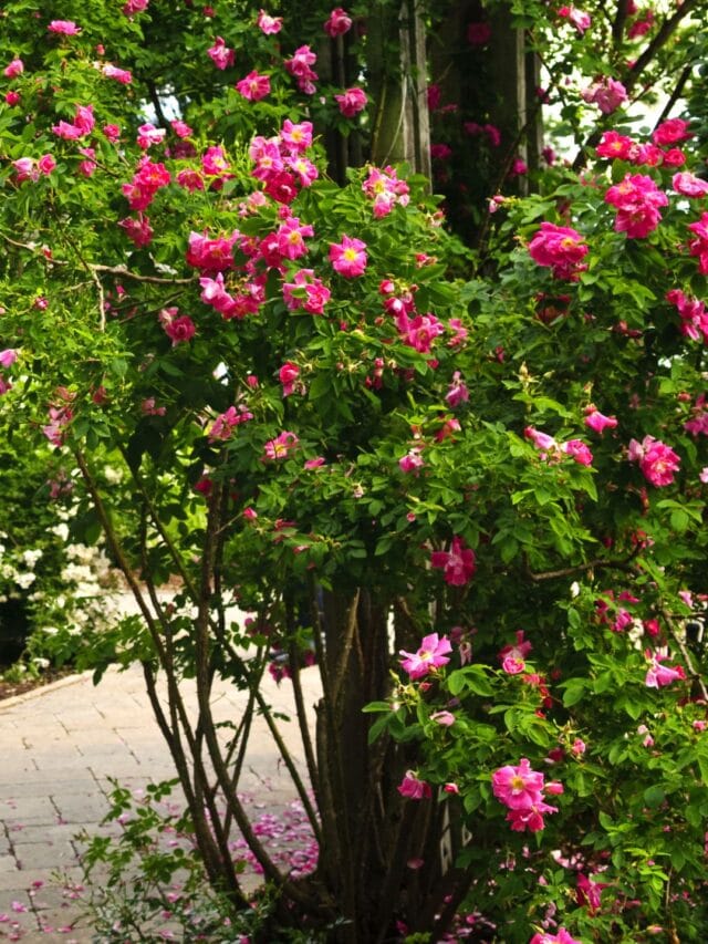 There are many wonder flower  for gardening
