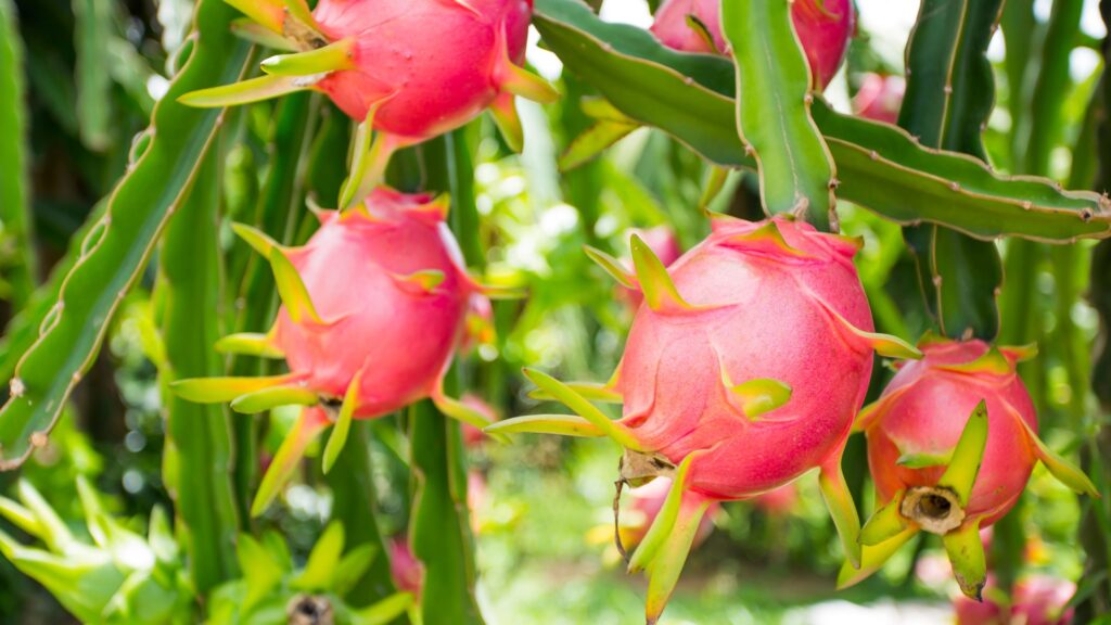 Dragon fruit