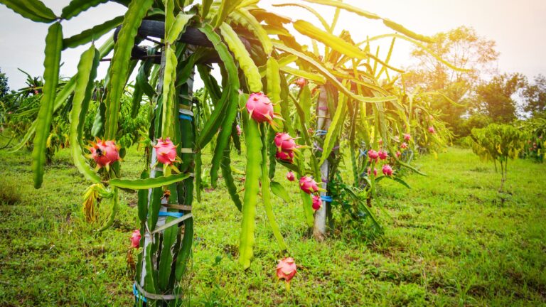 Dragon fruit