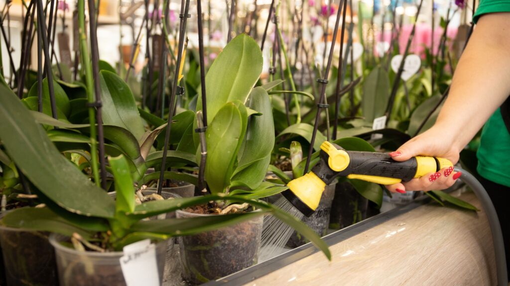 fertilizer orchids plants (1)