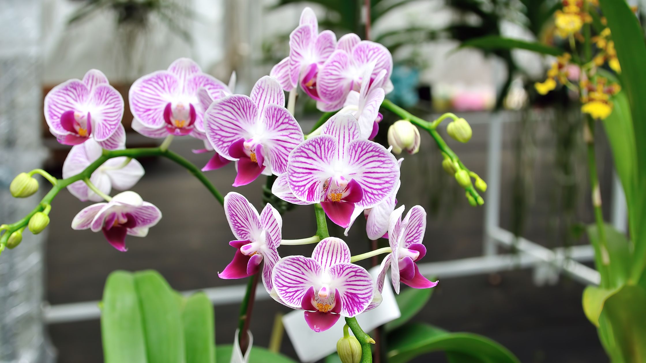 fertilizer orchids plants