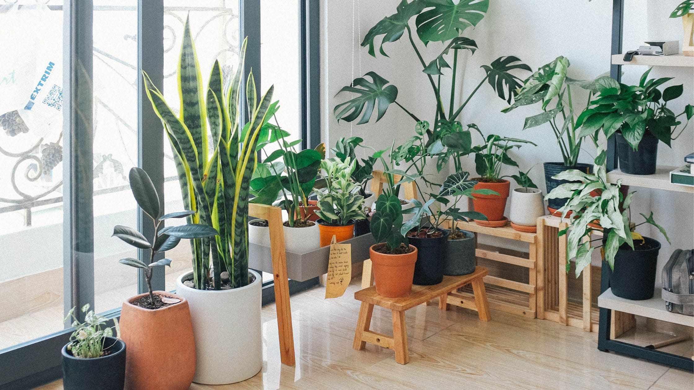 10 Tips to Keep Your Indoor Plants Thriving