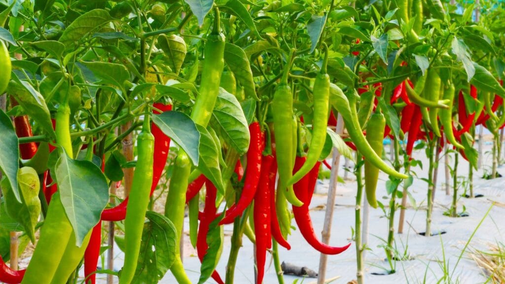 Growing Chilli Plants