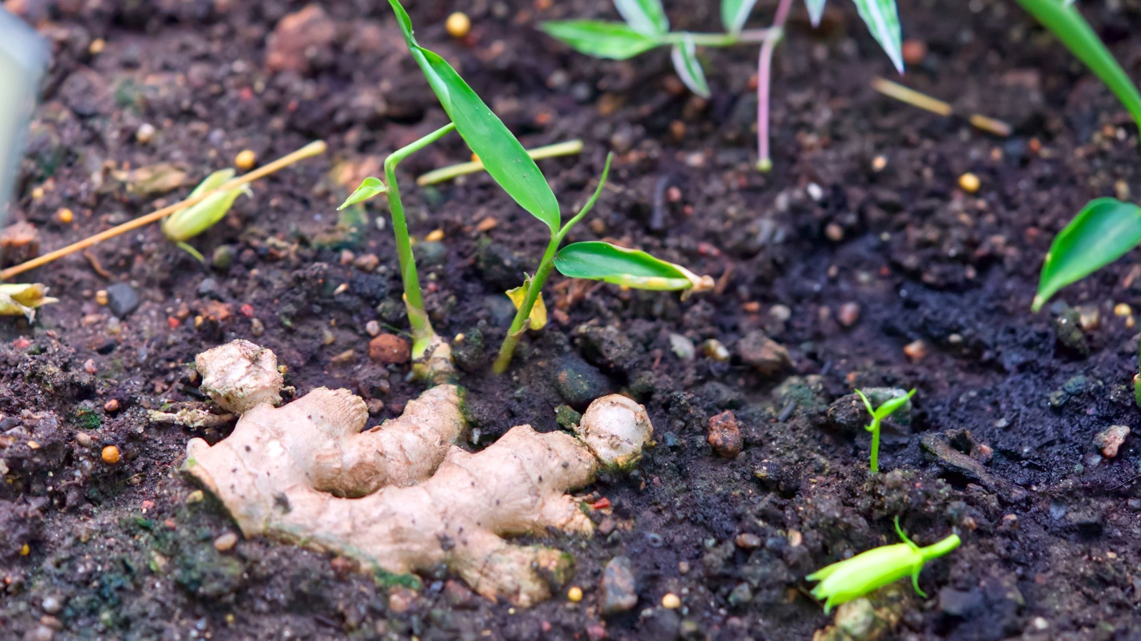 Friendly Guide to Growing Ginger at Home!