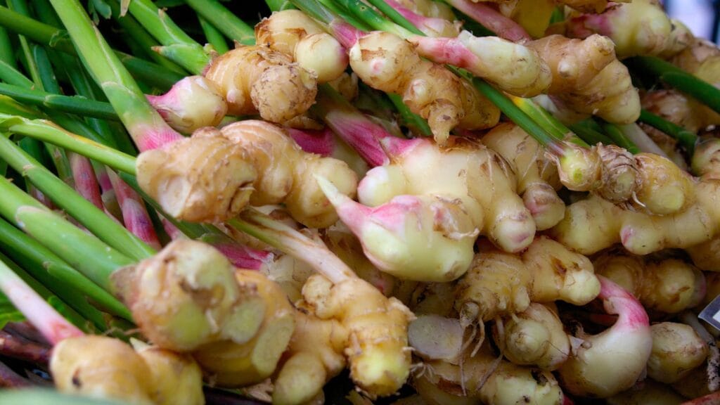 Growing ginger at home