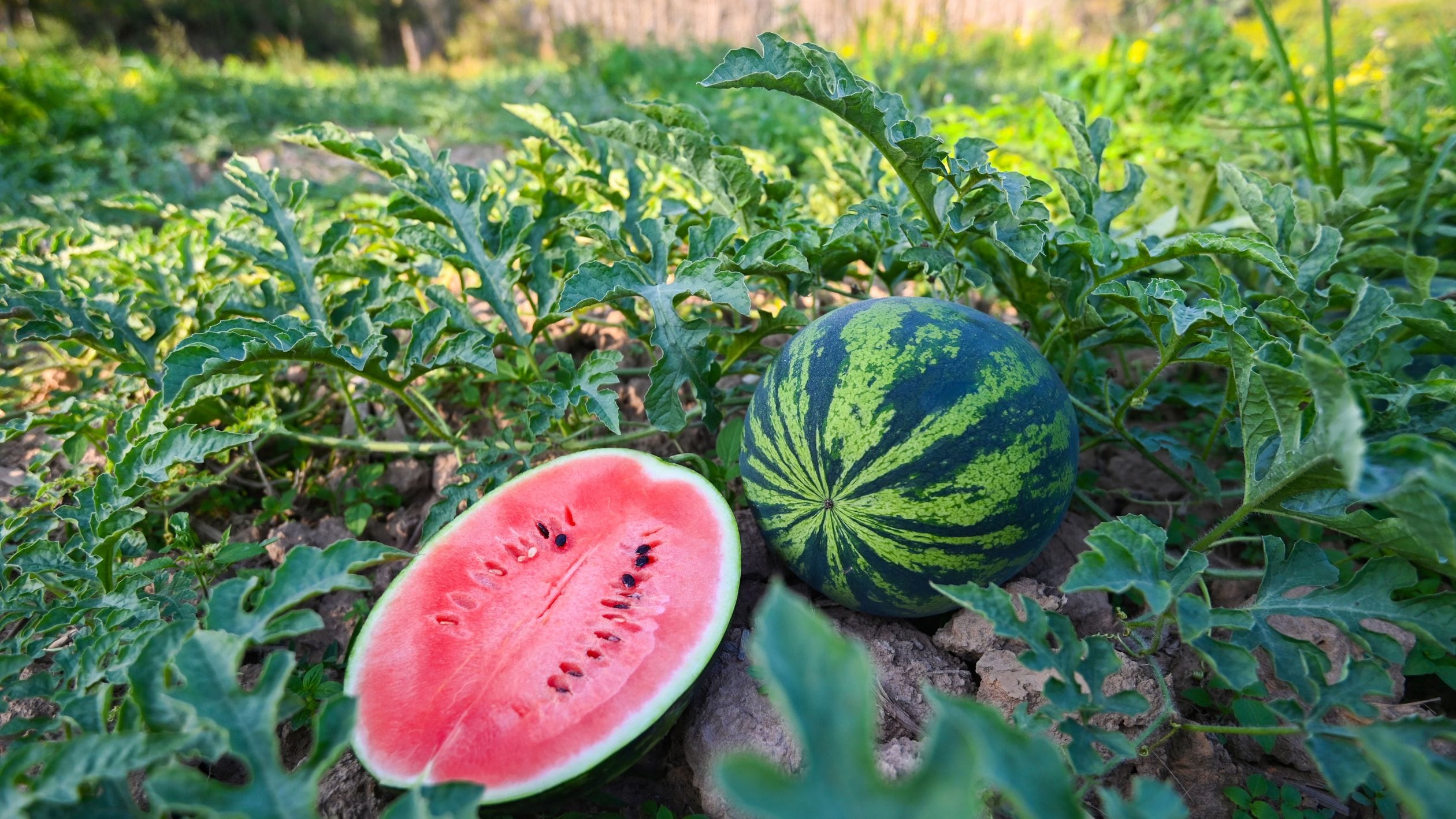 Watermelon Farming