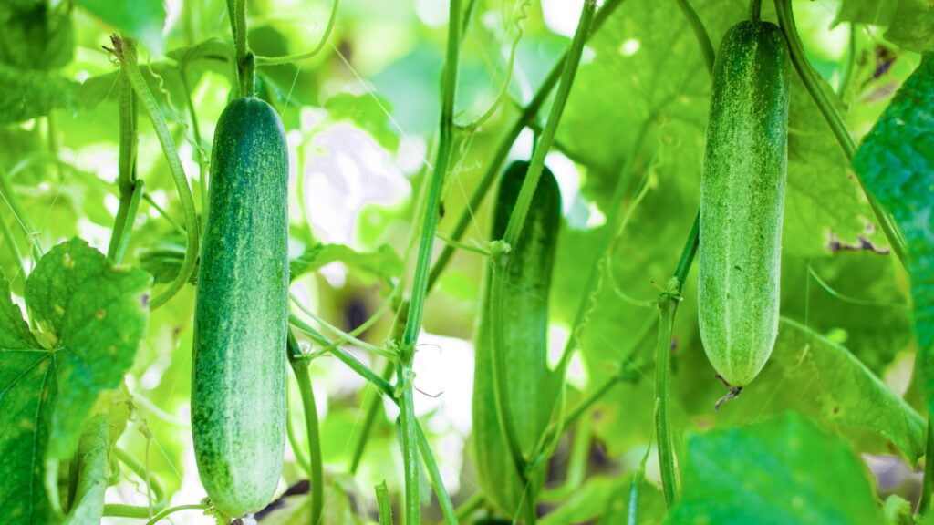 cucumber gardening.