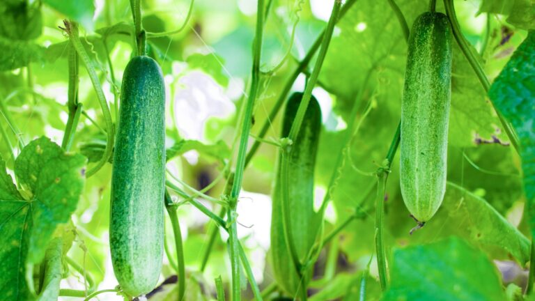 cucumber gardening.