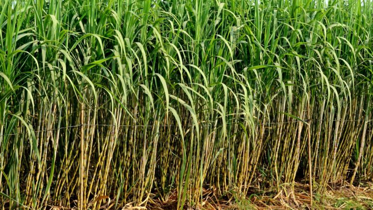 Sugarcane gardening