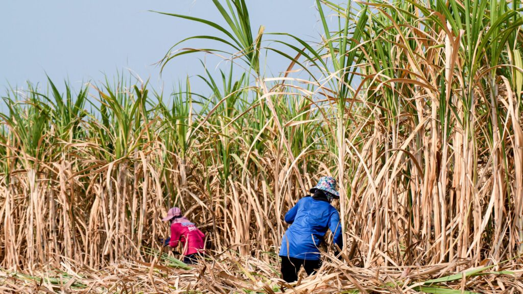 Sugarcane gardening