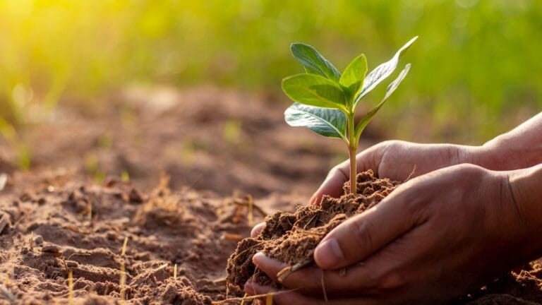 How Much Fertilizer Is Safe for Basil Plants?
