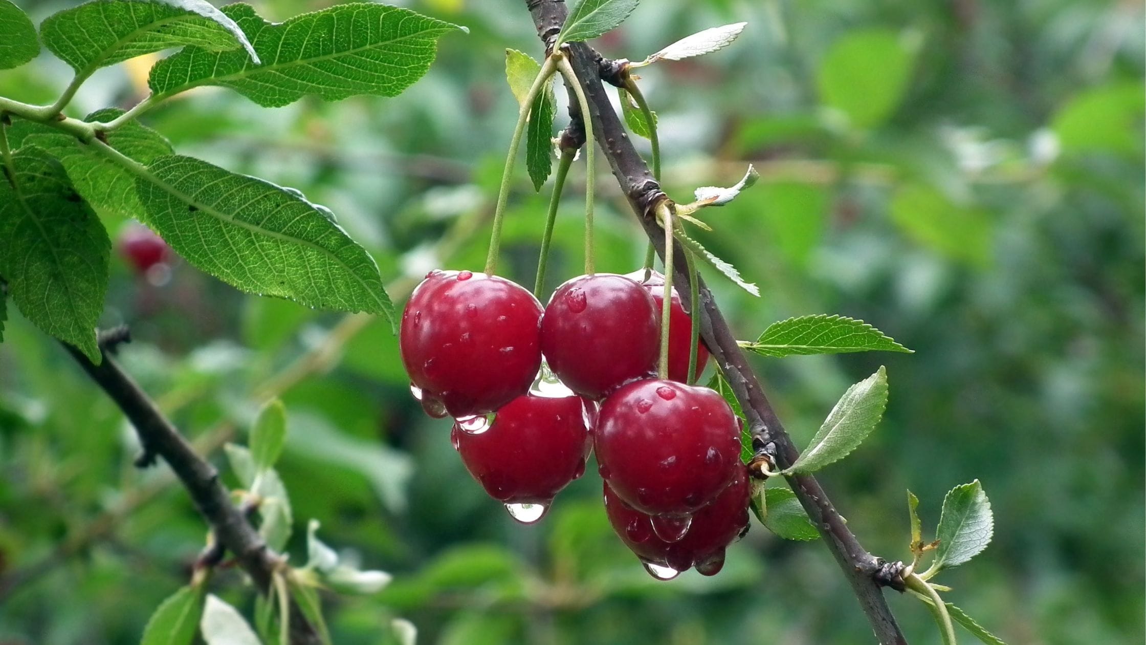 How Often Should You Water a Cherry Tree? A Complete Guide for Gardeners How Often Should You Water a Cherry Tree?