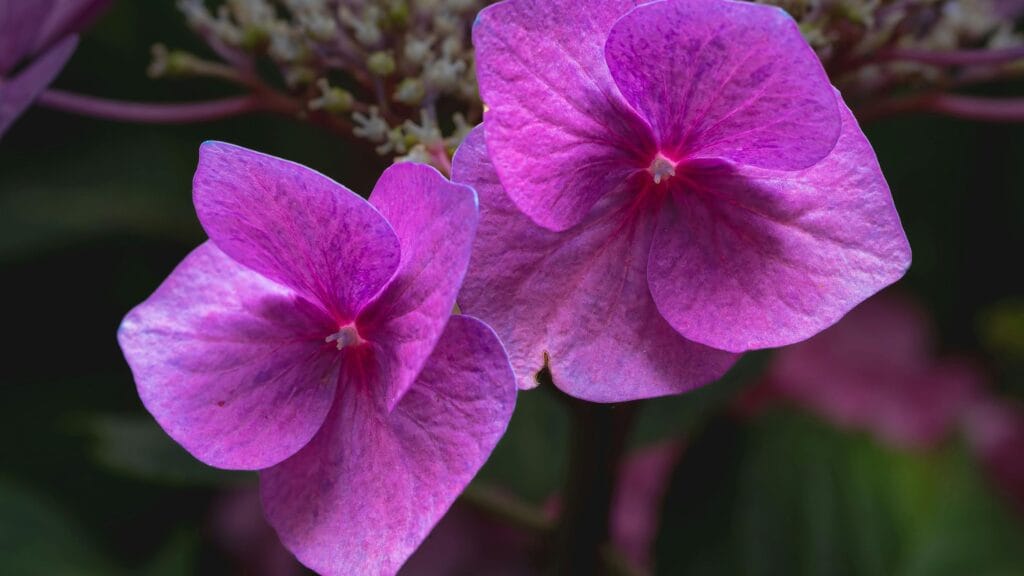 How to Create Beautiful Purple Heart Plants for Color Pop 1