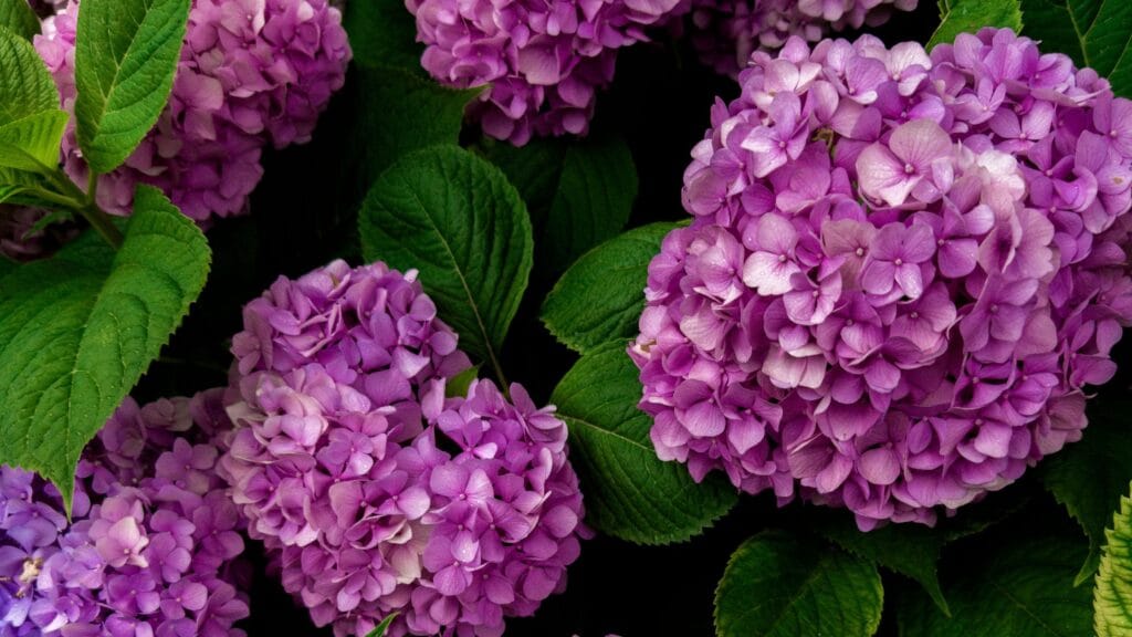 How to Create Beautiful Purple Heart Plants for Color Pop 3