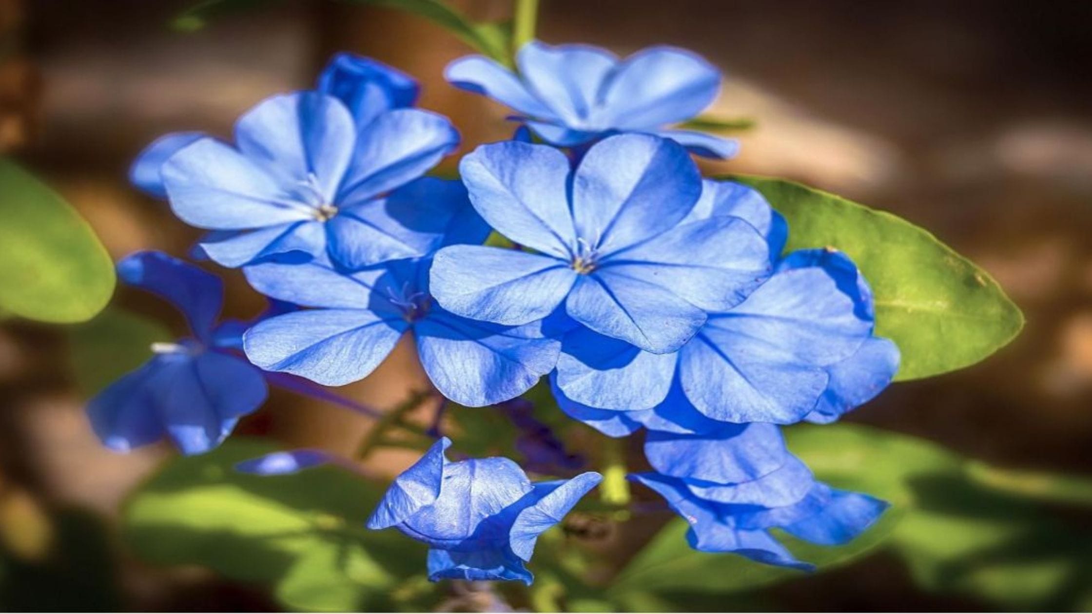 Growing Jasmine Plants Indoors and Properly Care for Them Growing Jasmine Plants Indoors