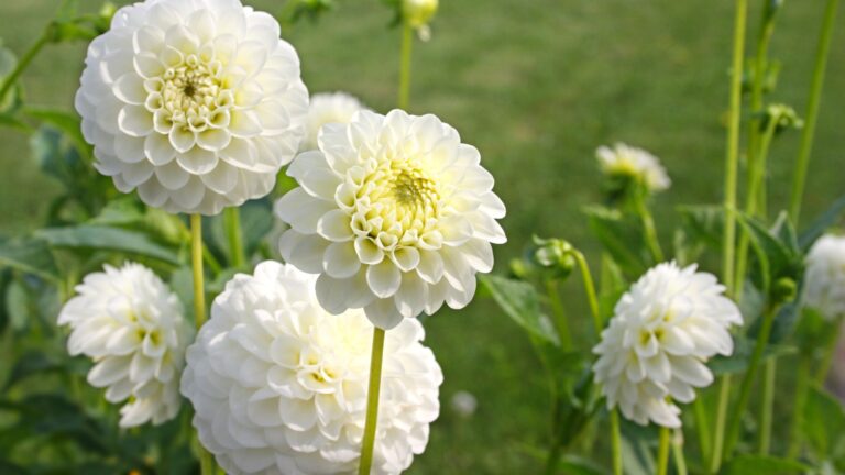 How to grow Dahlia Flower