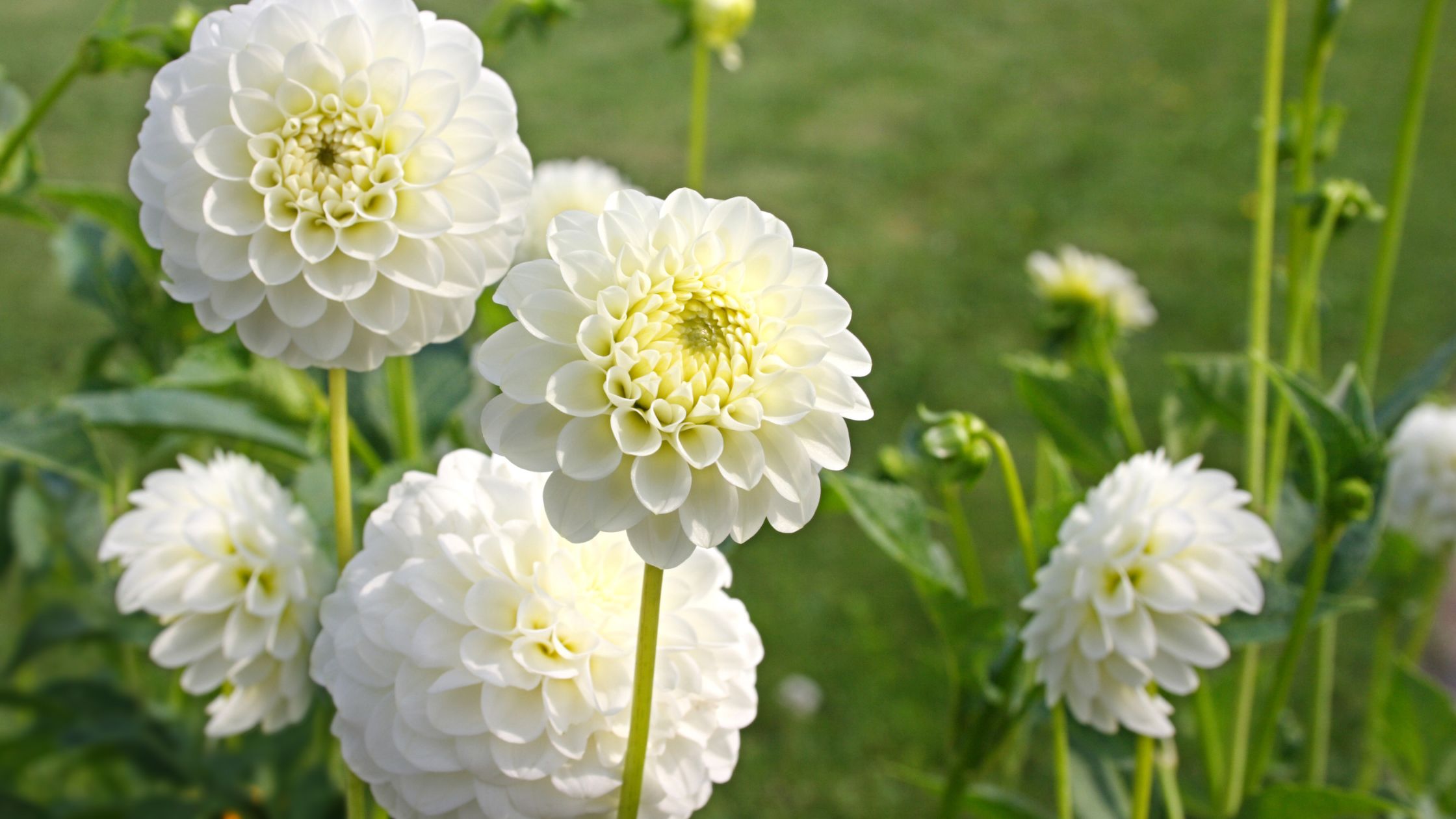 How to grow Dahlia Flower