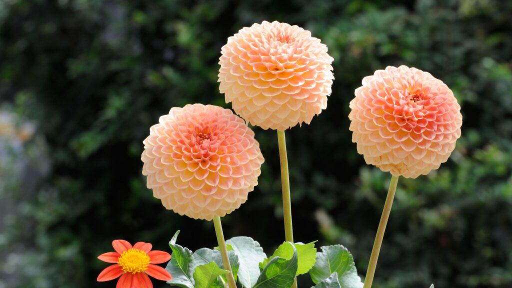 How to grow Dahlia Flower
