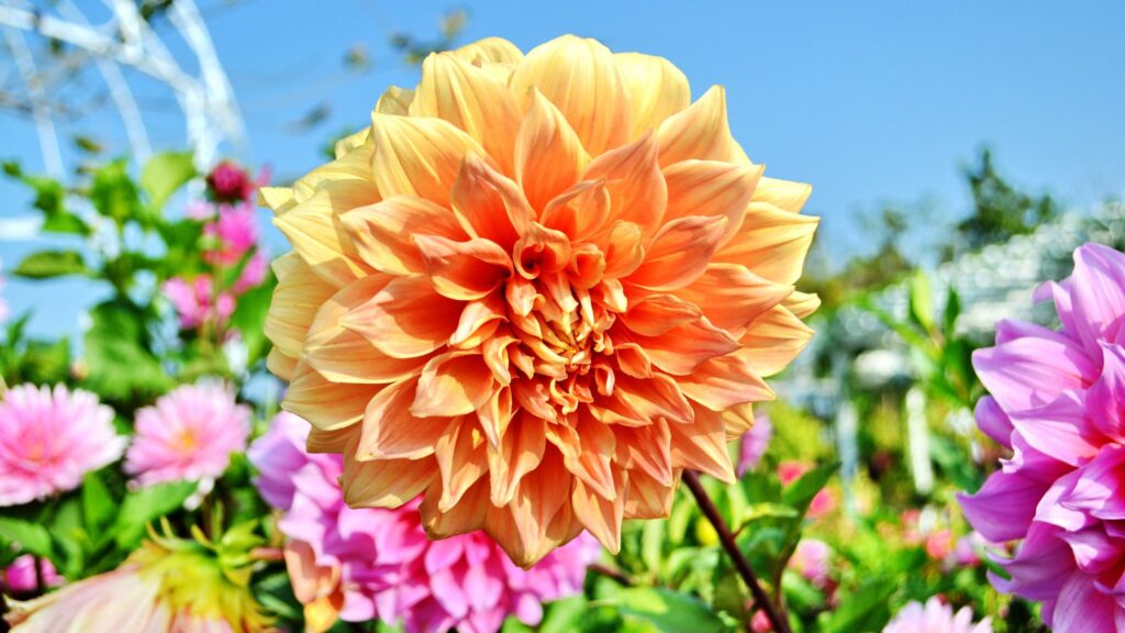 How to grow Dahlia Flower 2