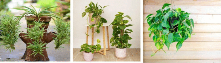 easy plants you can grow