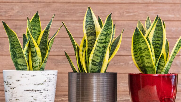 Snak Plant Care