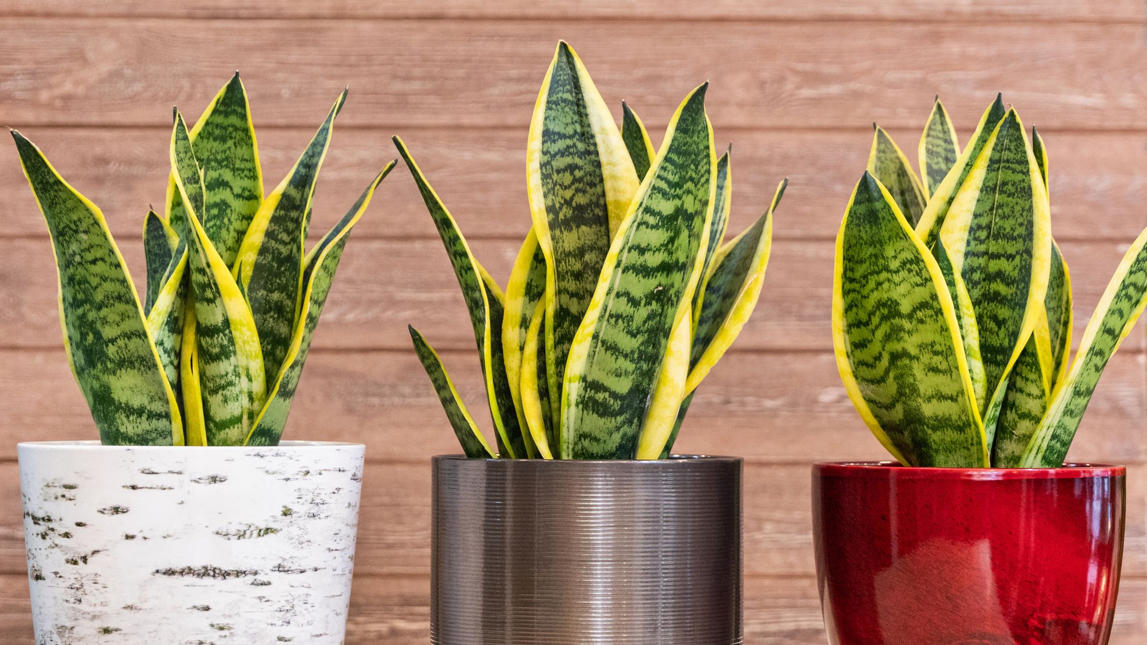 Snak Plant Care